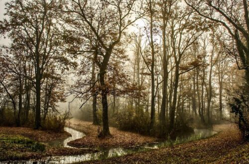 trees, forest, fog, foggy, foggy morning, stream, haze, brook, mist, pathway, autumn, nature, landscape, woods, woodlands, forest, forest, stream, stream, stream, stream, stream, brook, pathway, pathway, autumn, autumn