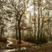trees, forest, fog, foggy, foggy morning, stream, haze, brook, mist, pathway, autumn, nature, landscape, woods, woodlands, forest, forest, stream, stream, stream, stream, stream, brook, pathway, pathway, autumn, autumn