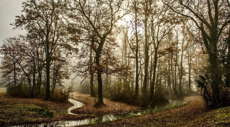 trees, forest, fog, foggy, foggy morning, stream, haze, brook, mist, pathway, autumn, nature, landscape, woods, woodlands, forest, forest, stream, stream, stream, stream, stream, brook, pathway, pathway, autumn, autumn